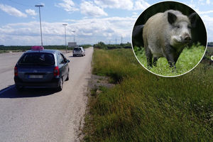NESVAKIDAŠNJI UDES U BLIZINI KUPINOVA: Kolima naleteo na divlju svinju nasred prometne ulice