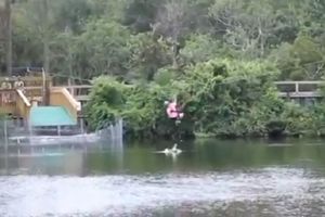 UMALO DA ALIGATORU BUDE RUČAK: Devojka se spuštala iznad jezera, a zver skočila iz vode! (VIDEO)