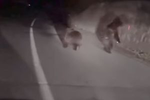IZNENADILI VOZAČE: Medvedi izašli na put kod Rožaja, pa se uplašili automobila (VIDEO)