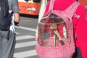 SVI SU GLEDALI U OVU ŽENU U RIJECI: Kavez sa papagajima nosila na leđima! (FOTO)