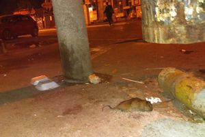 HOROR PRIZORI U NIŠU: Mrtvi pacovi na ulicama, građani strahuju od ZARAZE! (FOTO)