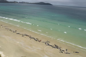 MASOVNO SAMOUBISTVO KRALJEVA OKEANA! 90 kitova nasukalo se na Novom Zelandu! (VIDEO)