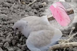UPOZORENJE KOJE JE ZABRINULO SRBIJU: Ako vidite goluba sa roze perjem, ne prilazite! Opasno je, ČAK I SMRTONOSNO! (FOTO)