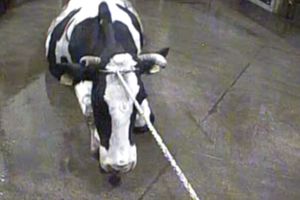 SKANDAL! POLJSKA IZVEZLA U EU 2,7 TONA ZARAŽENOG MESA: Krave koje su bile tako bolesne da nisu mogle da stoje završile na trpezama u OVIM zemljama! (UZNEMIRUJUĆE)