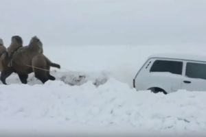 ŠLEP SLUŽBA SA GRBOM: Rus je našao originalan način da oslobodi kola iz smetova! (VIDEO)
