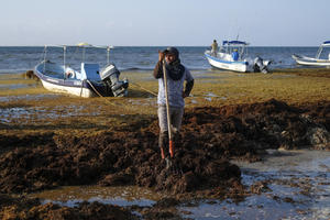 UŽASAN SMRAD! TIRKIZNE VODE KARIBA POSTALE SU BRAON: Tone morskih algi doplivale na meksičku obalu, izgleda užasno! (FOTO, VIDEO)
