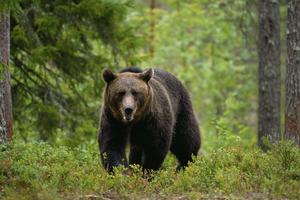 UGROŽENE SU HILJADE ŽIVOTINJSKIH VRSTA: Medvedi, rode i rečni rakovi zauvek će nestati