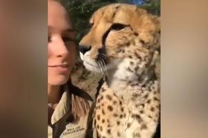 IPAK SU ONI SAMO MAČKE! Gepard prede, umiljava se i ljubi volonterku, tako nežno da podseća na pravo malo mače! (VIDEO)