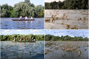 TISA POČELA DA CVETA: Poslednja igra leptira, do nedelje prizor koji oduzima dah (FOTO)