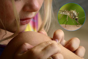 BEOGRAĐANI, NEMA RAZLOGA ZA PANIKU: Kod komaraca na teritoriji gradaa nije izolovan virus Zapadnog Nila!