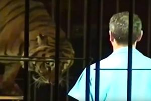 HOROR U ITALIJANSKOM CIRKUSU: 4 podivljala tigra ubila svog trenera, igrala se njegovim telom dok nisu došli lekari (VIDEO)