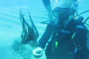 POTPUNO NEVEROVATNO! Ronioci se pod vodom maze sa morskim hobotnicama! (VIDEO)