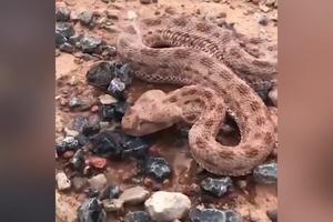 KOLIKO GOD BILE OPASNE I ONE SU ŽIVA BIĆA: Ova zmija je toliko dehidrirala, da je bila na ivici snage! Čovek joj je prišao blizu i dao vodu iz flaše! (VIDEO)