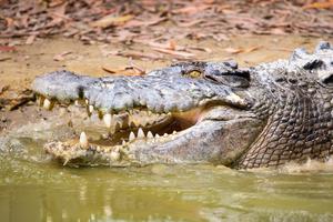 UŽAS U CIRIŠKOM ZOO VRTU: Krokodil ščepao radnicu za ruku, morali da ga ubiju!