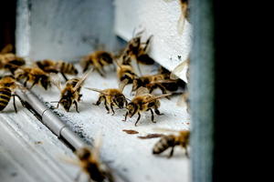 ŠTA SE DEŠAVA? Veliki pomor pčela u Hrvatskoj, u nekim mestima skupljaju ih lopatom