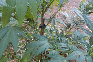 NIŠLIJA UHAPŠEN ZBOG DILOVANJA: U kući krio marihuanu, u dvorištu sirovi kanabis