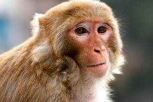 PRIZOR KOJI LEDI KRV U ŽILAMA: Tajno snimali okrutno mučenje majmuna u laboratoriji! Vezane životinje vrište od bolova! (FOTO)