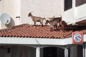 PRIZOR KAKAV SE RETKO VIĐA: Koze se šetale, pa završile na krovu restorana (FOTO)