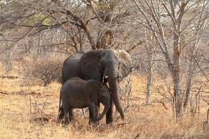 TUGA! 55 SLONOVA UMRLO OD GLADI: Kritično i za ostale životinje u nacionalnom parku u Zimbabveu!
