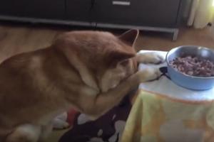 NEĆETE VEROVATI SVOJIM OČIMA! Religiozni pas se moli pre ručka! (VIDEO)