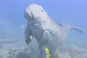 LEPOTICA MORSKA KRAVA! Pogledajte kako izgleda životinja dugong koju nazivaju morskom sirenom! (VIDEO)