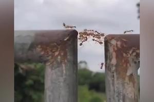 LJUDI MOGU DA IM POZAVIDE! Evo kako mali mravi uspevaju da pređu veliku ogradu, drže se zajedno i jedni drugima prave most (VIDEO)