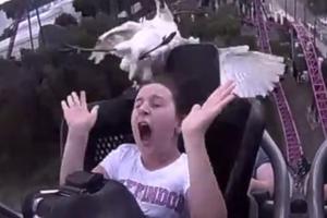 DA SE ZALEDIŠ! Devojčica je na rolerkosteru u punoj brzini naletela na ogromnu pticu! (VIDEO)