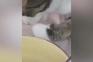 PRESLATKO! Mačka šapicom vadi supu iz tanjira i jede! Prvo uzima čorbu, a onda pređe i na rezanca (VIDEO)