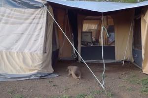 NEZVANI GOST! Kamperi odmarali u šatoru, a onda im je uleteo džinovski gušter! (VIDEO)