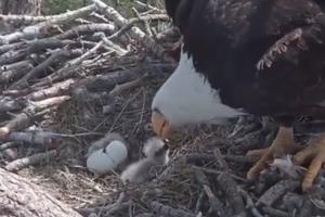 OVO SE NE VIĐA SVAKI DAN! Beloglavi orao hrani ptića, a drugi se u tom trenutku izlegao iz jajeta! (VIDEO)