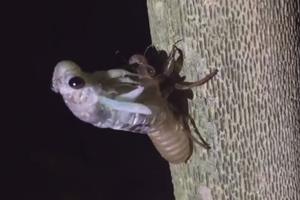 OVO JOŠ NISTE VIDELI! Trenutak kada cvrčak izlazi iz opne pokazuje magiju prirode! (VIDEO)