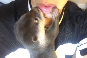 SVAKOJ BEBI TREBA LJUBAVI! Mala, nežna vidra željna pažnje, ljubi svog vlasnika! (VIDEO)