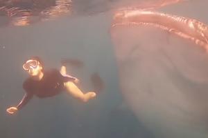 TRENUTAK KOJI ODUZIMA DAH! Devojka pliva oko ogromne ajkule bez straha! (VIDEO)