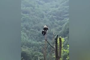 NAJEŽIĆETE SE! Pogledajte na koju visinu se popela panda i još se ljulja, a dole je ponor! (VIDEO)
