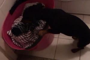 KUCA JEDVA ČEKA IZUVANJE! Ovaj pas obožava čarape, po mogućnosti već nošene! (VIDEO)