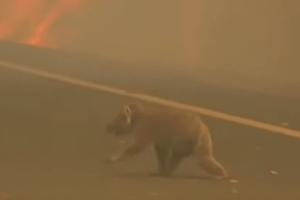 OVO JE ARMAGEDON: Požari usmrtili najmanje 2.000 koala, čitava vrsta može da nestane (VIDEO)