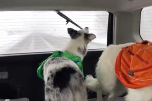 SAMO DA GRICNEM! Pas ostao u čudu kad je video brisač šoferšajbne, pratio ga levo-desno i pokušao da pojede! (VIDEO)