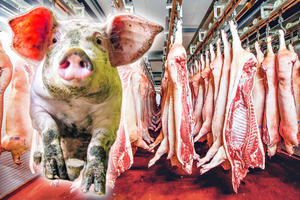 SRBIJA NA PUTU DA BUDE SVINJARSKA VELESILA: Ukinuta vakcinacija svinja protiv kuge
