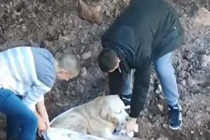 PARAĆINSKI SUPERMENI: Uroš i Andrija spasli povređenog psa iz reke (VIDEO)