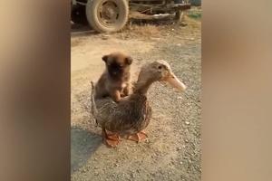 KOLIKO SU MEDENI! Beba šarplaninca se popela na leđa patku i jaše ga, a njegova reakcija je urnebesna! (VIDEO)