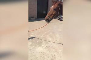 MORAŠ DA ŠETAŠ, DRUŽE! Konja nije imao ko da izvede, pa je to na sebe preuzeo - pas! (VIDEO)