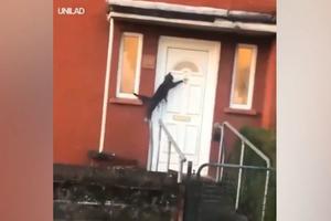 KAKVA PAMETNICA! Pogledajte mačku koja stoji na gelenderu, a prednjim šapicama kuca na vrata da joj otvore (VIDEO)