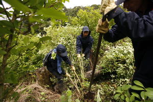 BORBA PROTIV DROGE U HONDURASU: Otkriveno polje od 88 hektara koke i laboratorija za proizvodnju narkotika