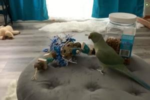ISTOPIĆETE SE! Pogledajte kako ovaj papagaj reaguje na svoju omiljenu igračku! (VIDEO)