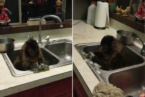 ORIBAO JE BOLJE OD DOMAĆICE! Majmunčić glanca sudoperu da se sve cakli! (VIDEO)
