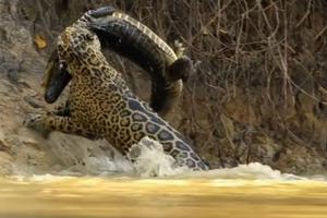 UDARIO JUNAK NA JUNAKA! Ovakvu borbu jaguara i krokodila sigurno niste videli (VIDEO)