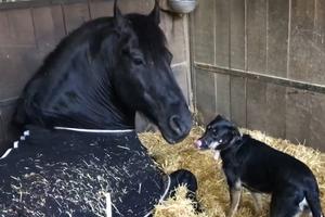 NAJEMOTIVNIJI SUSRET IKADA! Pas i konj postaju najbolji prijatelji! (VIDEO)