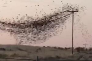 EKSPLOZIJA KAD SU POLETELE! Hiljade ptica prhnulo odjednom, nastao OZBILJAN KURCŠLUS! (VIDEO)