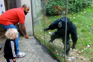 KRALJICA PODIJUMA! Dečak je oduševljeno gledao šimpanzu u zoo vrtu, a onda su njegov tata i majmun zaplesali! (VIDEO)