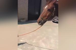 DA LI JE OVO MOGUĆE?! Maleni psić vodi ogromnog konja u šetnju i to na povocu (VIDEO)